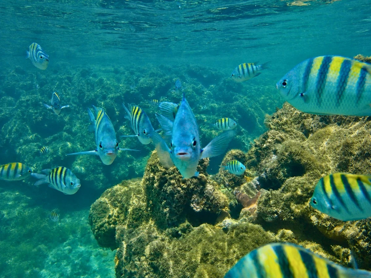 Peixes entre os recifes nas águas de Recife de Fora