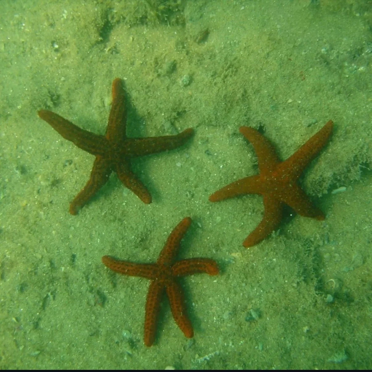 Estrelas-do-mar nas piscinas naturais em Recife de Fora