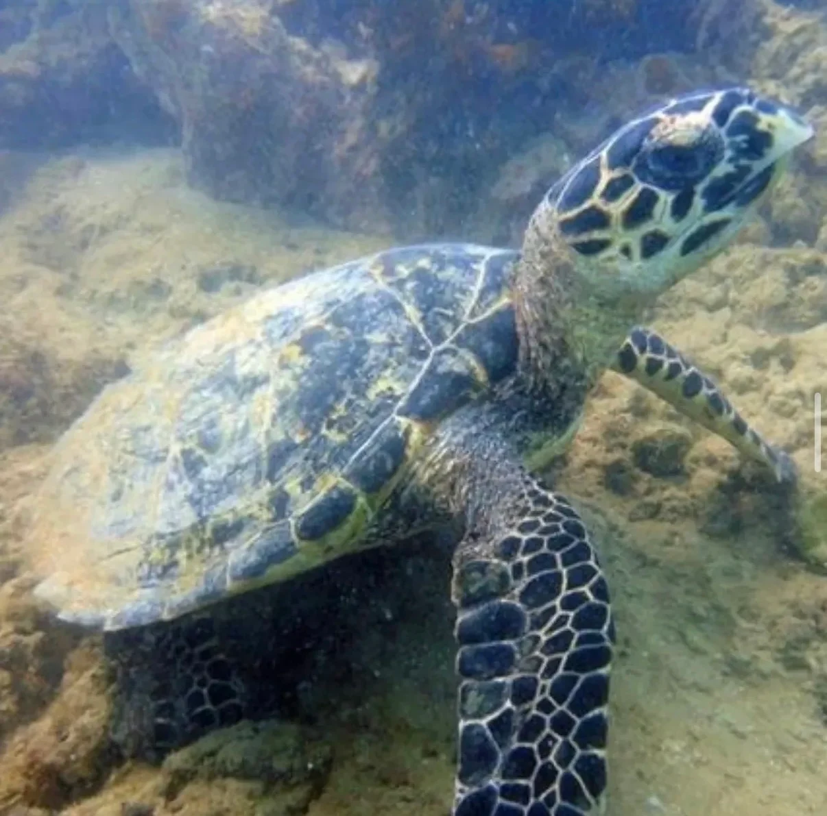 Tartaruga-marinha no recife em Recife de Fora